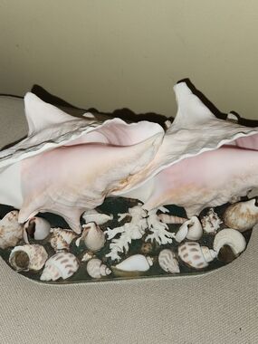 1970's Decorative Pink Conch Shell Accent - Coastal Home Accent